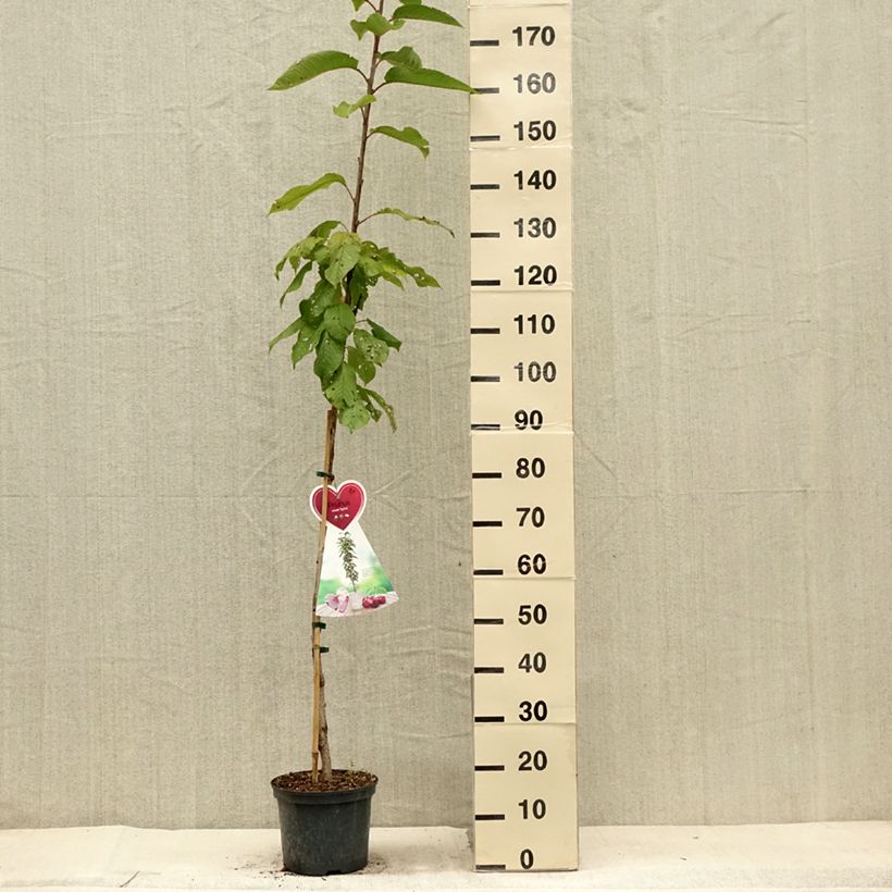 Amostra de Cerejeira anã colonnaire Sylvia - Prunus avium Vaso de 4 L/5 L, Colunar tal como entregue no verão