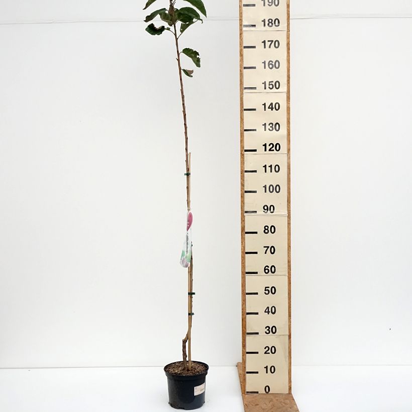 Amostra de Cerejeira anã colonnaire Sylvia - Prunus avium Vaso de 4 L/5 L, Colunar tal como entregue no outono