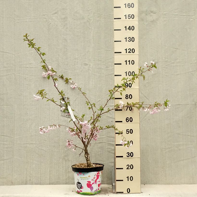 Amostra de Prunus Accolade Vaso de 7,5 L/10 L tal como entregue na primavera