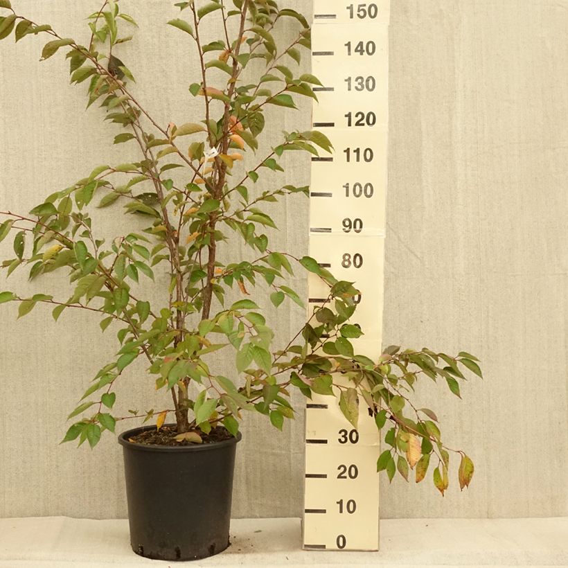 Amostra de Prunus Accolade Vaso de 18 L/20 L, Meia haste tal como entregue no outono