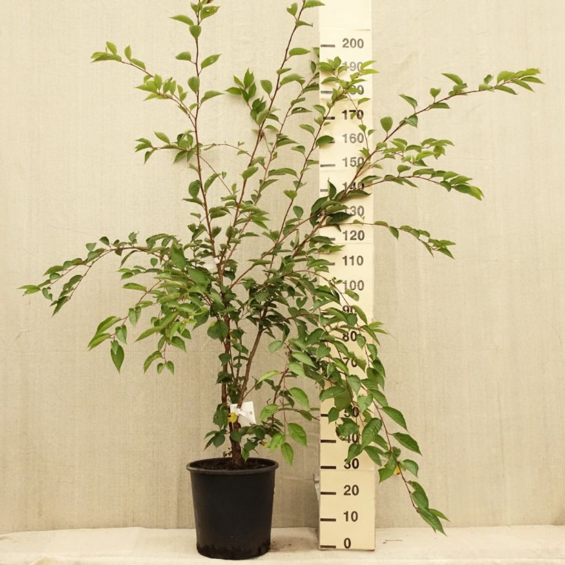 Amostra de Prunus Accolade Vaso de 18 L/20 L, Meia haste tal como entregue no verão