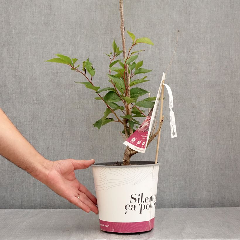 Amostra de Prunus Accolade Vaso de 4 L/5 L tal como entregue no verão