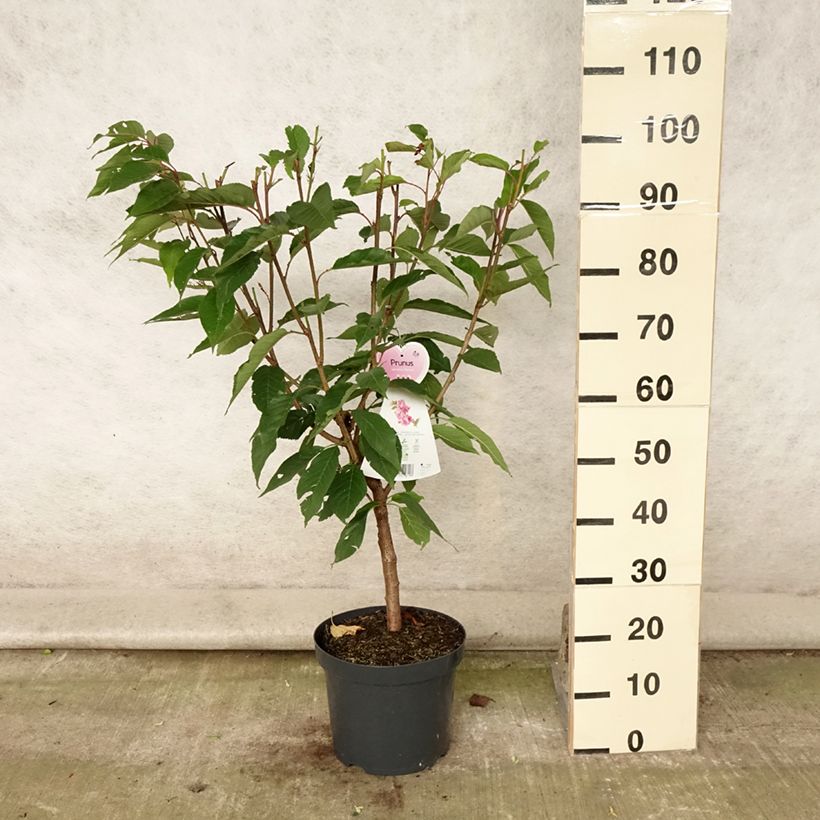 Amostra de Prunus serrulata Kanzan Vaso de 7,5 L/10 L tal como entregue no verão