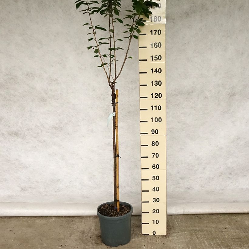 Amostra de Prunus serrulata Kanzan Vaso de 7,5 L/10 L tal como entregue na primavera