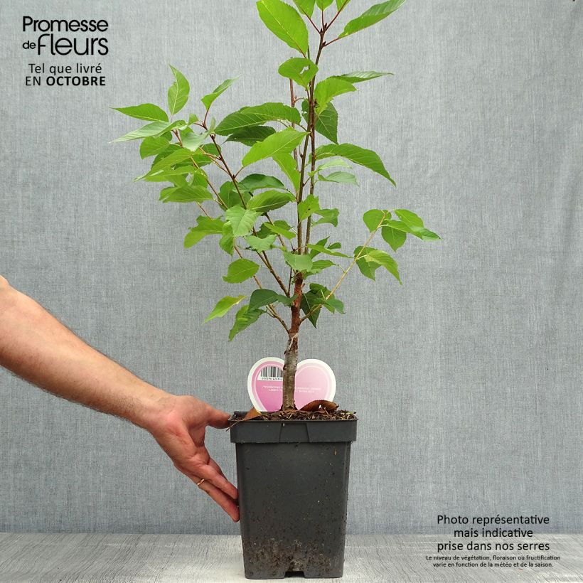 Amostra de Prunus serrulata Kanzan Vaso de 4 L/5 L, Arbusto tal como entregue no outono
