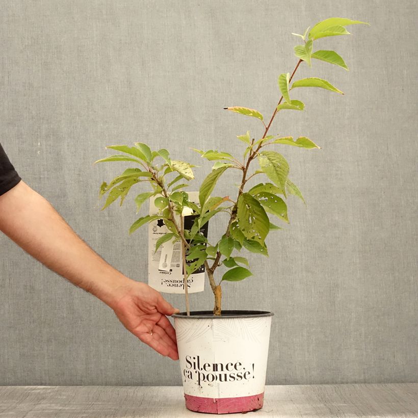 Amostra de Prunus serrulata Kanzan Vaso de 4 L/5 L, Arbusto tal como entregue no verão