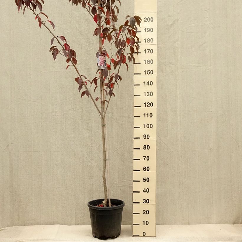 Amostra de Prunus serrulata Royal Burgundy Vaso de 12 L/15 L tal como entregue no outono