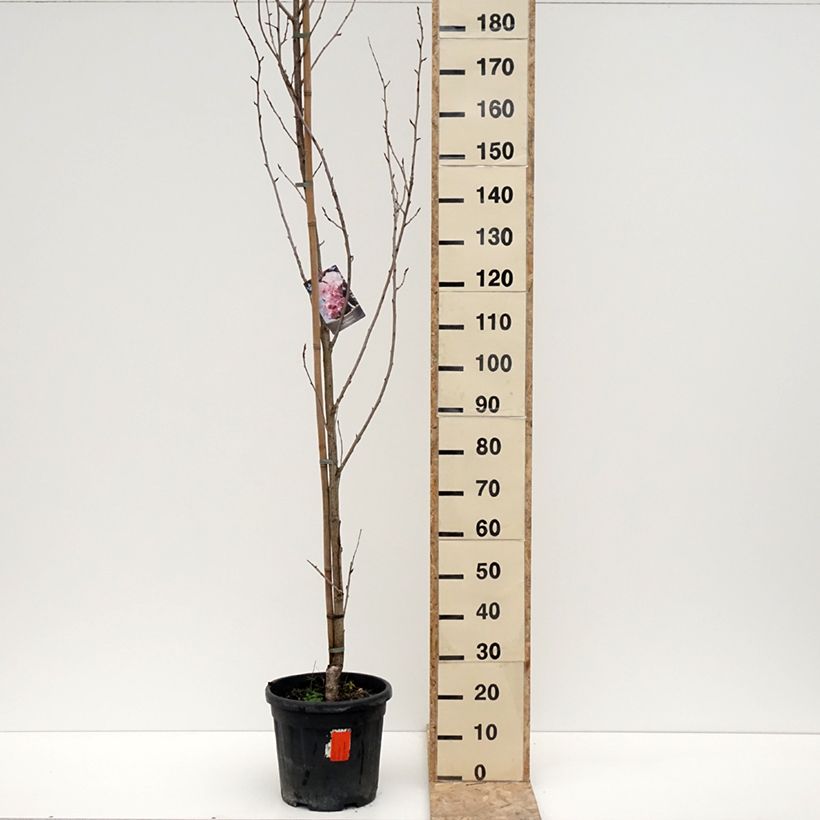 Amostra de Cerisier du Japon - Prunus serrulata Royal Burgundy Vaso de 12 L/15 L tal como entregue no inverno