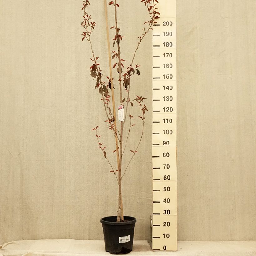 Amostra de Prunus serrulata Royal Burgundy Vaso de 12 L/15 L tal como entregue no verão