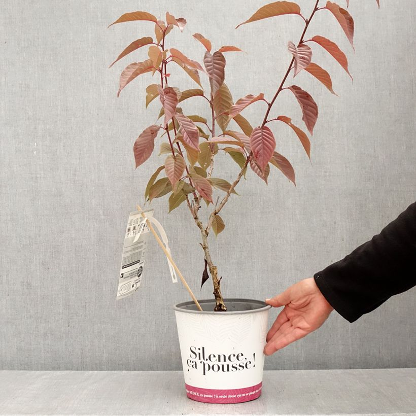 Amostra de Prunus serrulata Royal Burgundy Vaso de 4 L/5 L tal como entregue no outono
