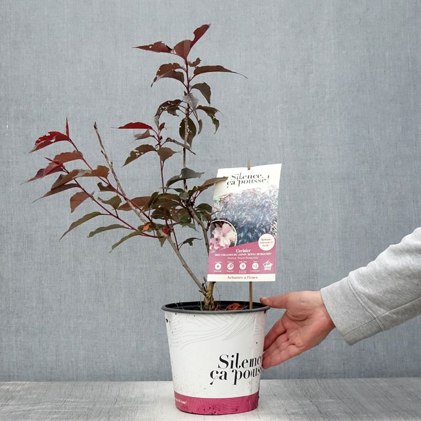 Amostra de Prunus serrulata Royal Burgundy Vaso de 4 L/5 L tal como entregue no verão