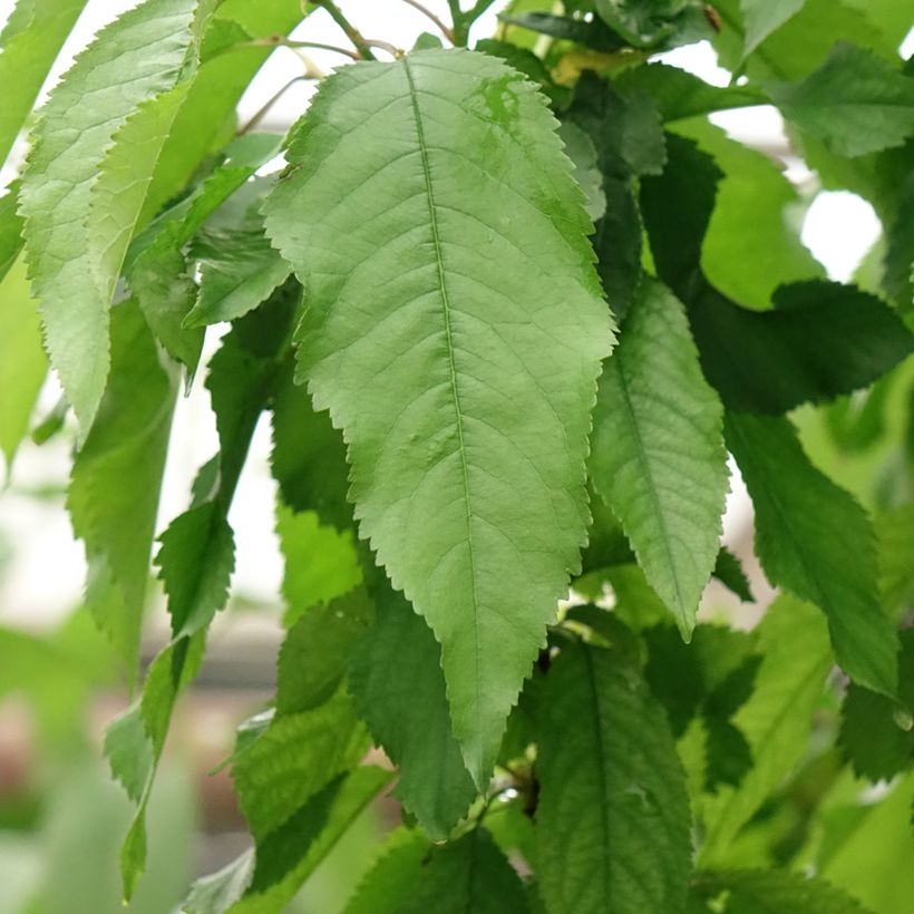 Cerejeira Bigarreau Duo Burlat + Napoléon - Prunus cerasus (Folhagem)
