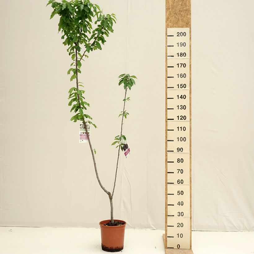 Amostra de Cerisier Duo Bigarreau Burlat et Napoléon Pot de 7,5L/10L tal como entregue na primavera