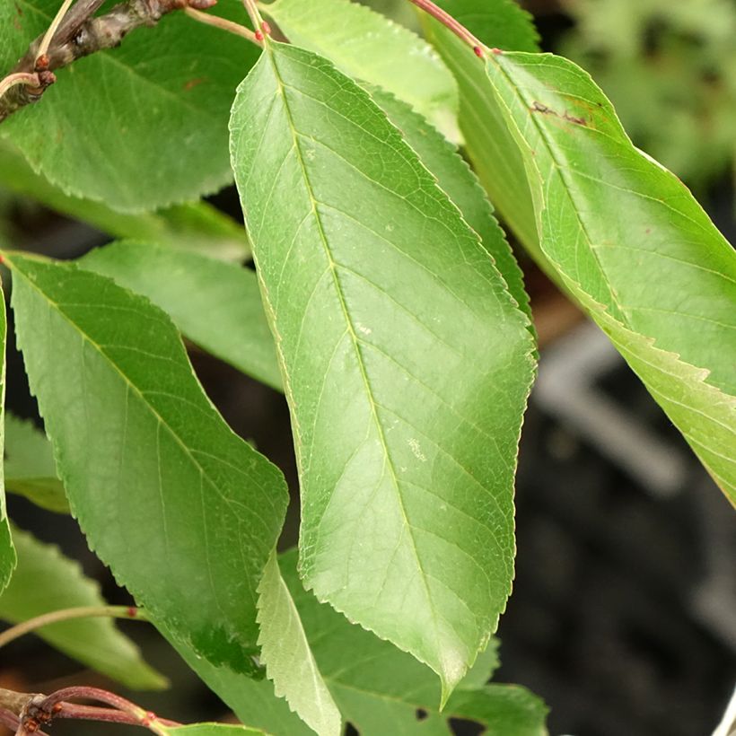 Cerejeira Duo Hedelfingen et Napoleon - Prunus cerasus (Folhagem)