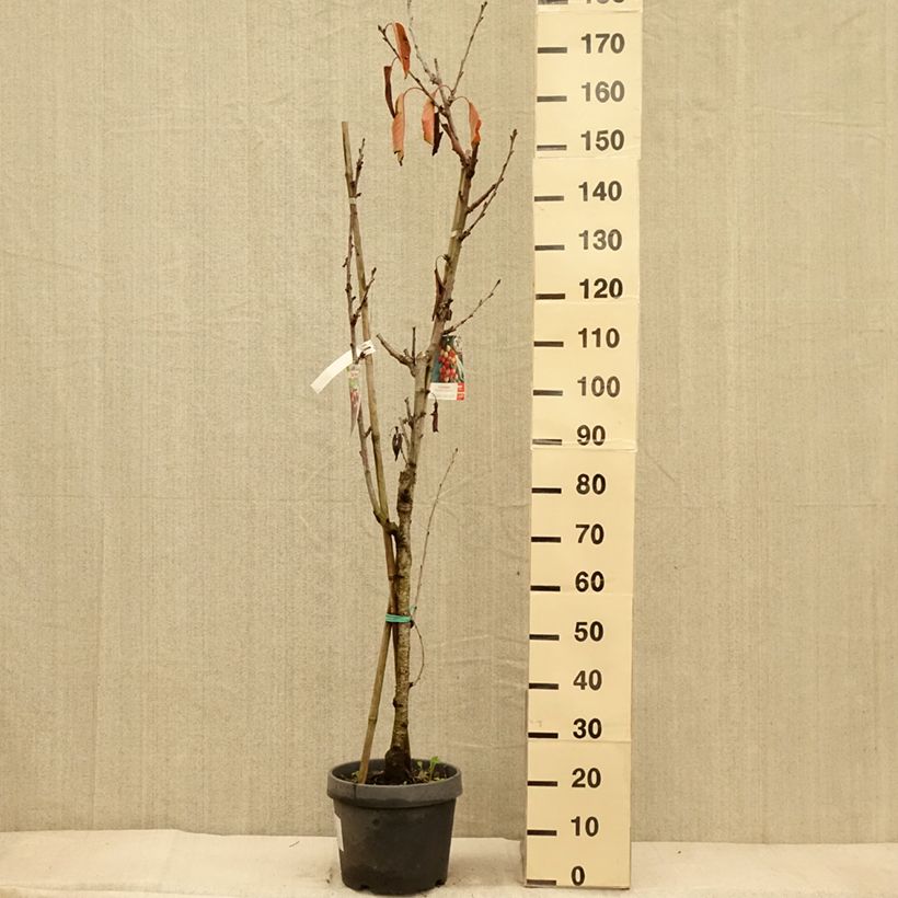 Amostra de Cerejeira Duo Hedelfingen et Napoleon - Prunus cerasus Vaso de 7,5 L/10 L tal como entregue no outono