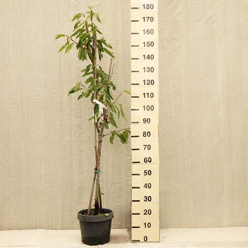 Amostra de Cerejeira Duo Hedelfingen et Napoleon - Prunus cerasus Vaso de 7,5 L/10 L tal como entregue no verão