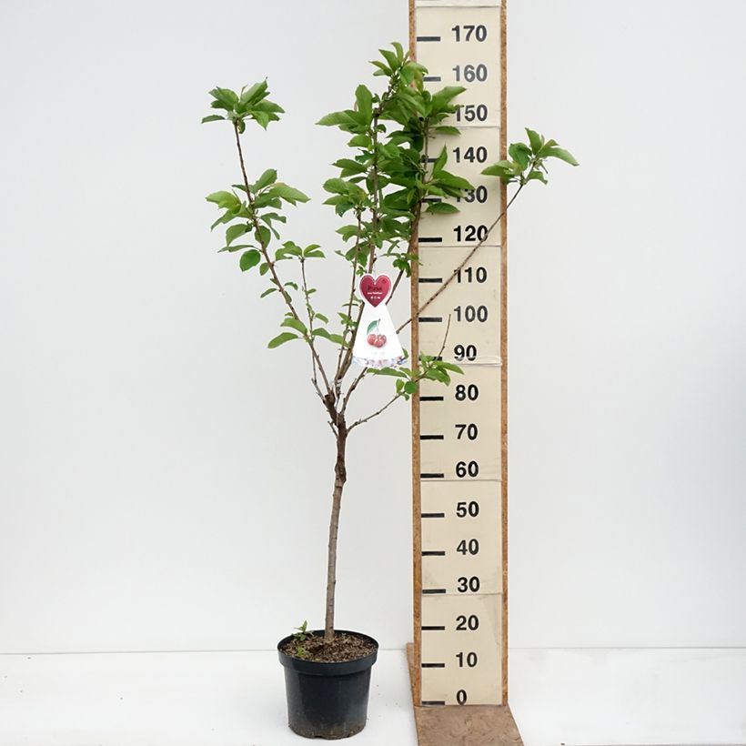 Amostra de Cerejeira Duo Hedelfingen et Napoleon - Prunus cerasus Vaso de 7,5 L/10 L tal como entregue na primavera