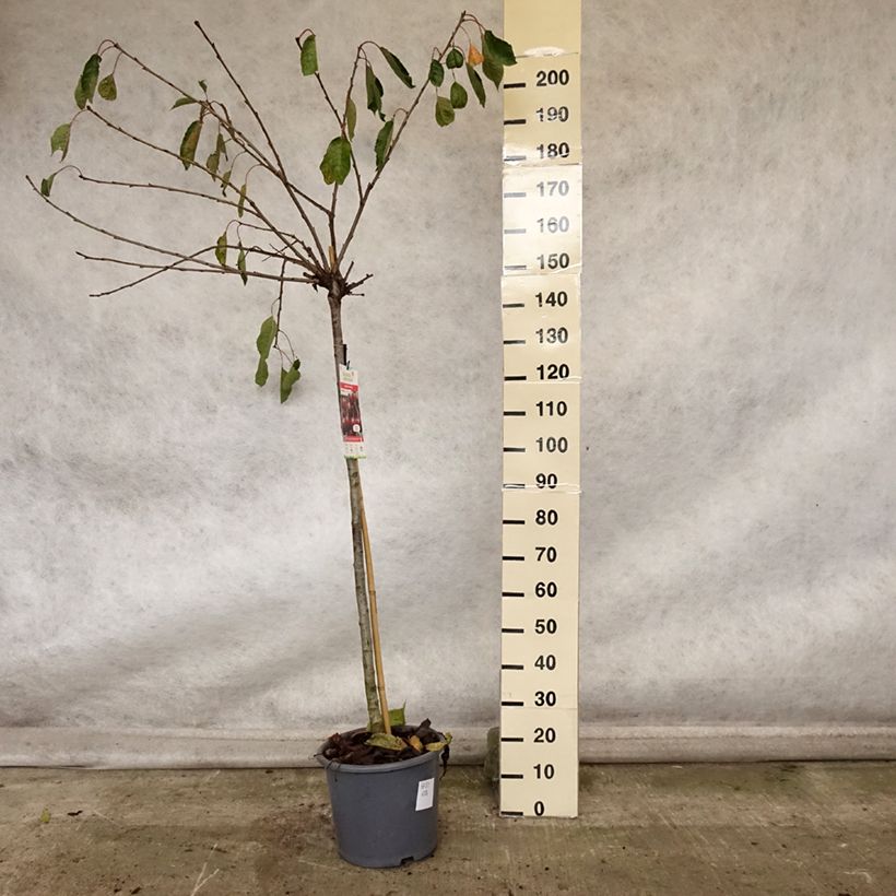 Amostra de Cerejeira Early Rivers - Prunus cerasus Vaso de 7,5 L/10 L, Meia haste tal como entregue no outono