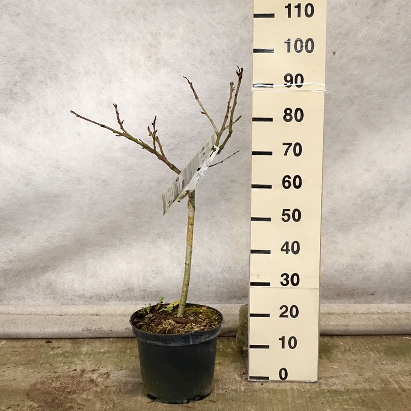 Amostra de Cerejeira Early Rivers - Prunus cerasus Vaso de 7,5 L/10 L, Copo tal como entregue no outono