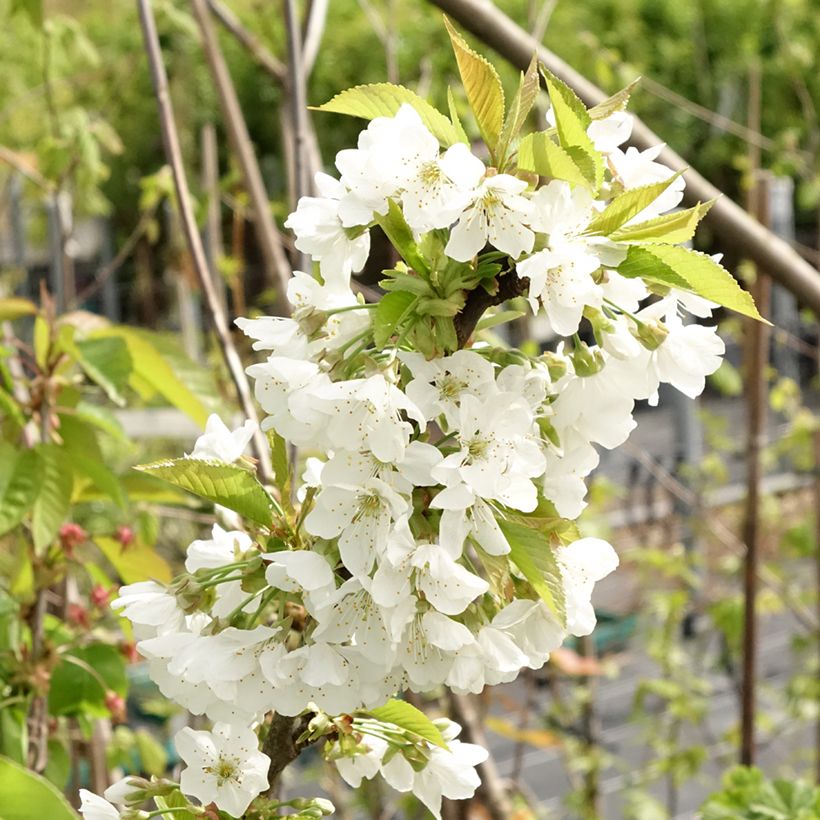 Cerejeira Early Rivers - Prunus cerasus (Floração)