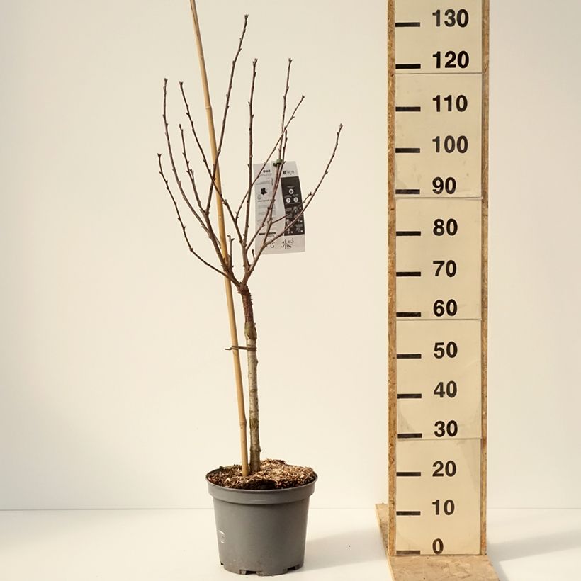 Amostra de Cerisier Griottier Griotte de Montmorency Vaso de 7,5 L/10 L, Copo tal como entregue no inverno