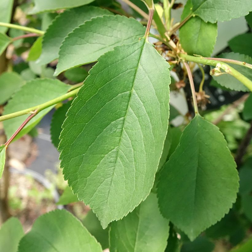 Ginjeira Griotte de Montmorency - Prunus cerasus (Folhagem)