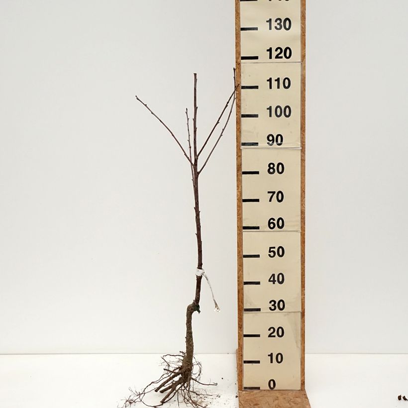 Amostra de Cerejeira (ginja) 'Guindoux des Charentes' biológica — raízes nuas tal como entregue no inverno