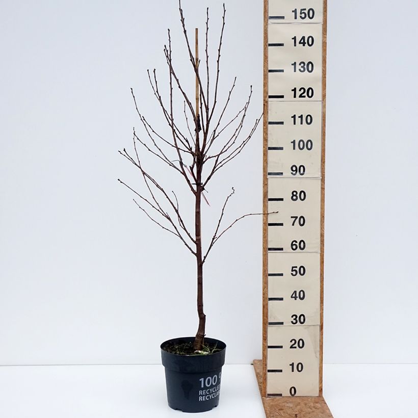 Amostra de Ginjeira Kelleriis 16 (Morellenfeuer) Bio- Prunus cerasus Vaso de 4 L/5 L, 1/4 de haste tal como entregue no outono