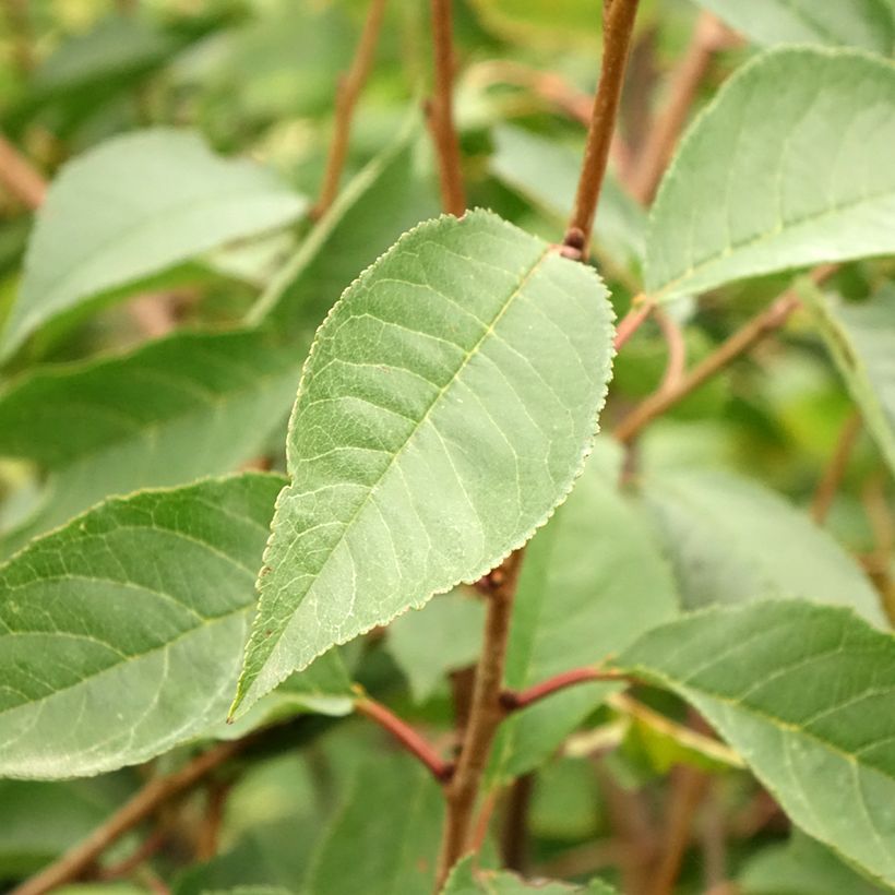 Ginjeira Kelleriis 16 (Morellenfeuer) Bio- Prunus cerasus (Folhagem)