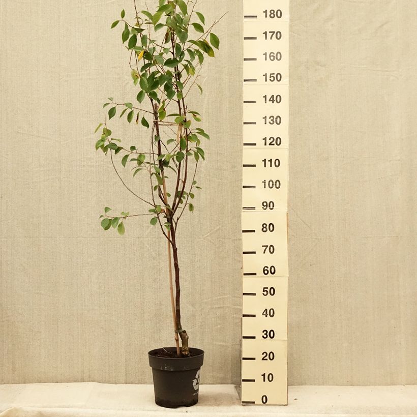 Amostra de Ginjeira Kelleriis 16 (Morellenfeuer) Bio- Prunus cerasus Vaso de 4 L/5 L, 1/4 de haste tal como entregue no verão