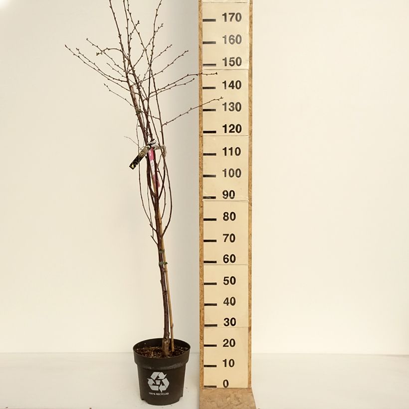 Amostra de Ginjeira Kelleriis 16 (Morellenfeuer) Bio- Prunus cerasus Vaso de 4 L/5 L, 1/4 de haste tal como entregue na primavera