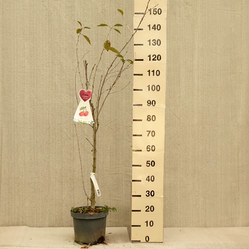 Amostra de Ginjeira Kelleriis 16 - Prunus cerasus Vaso de 7,5 L/10 L, Copo tal como entregue no outono