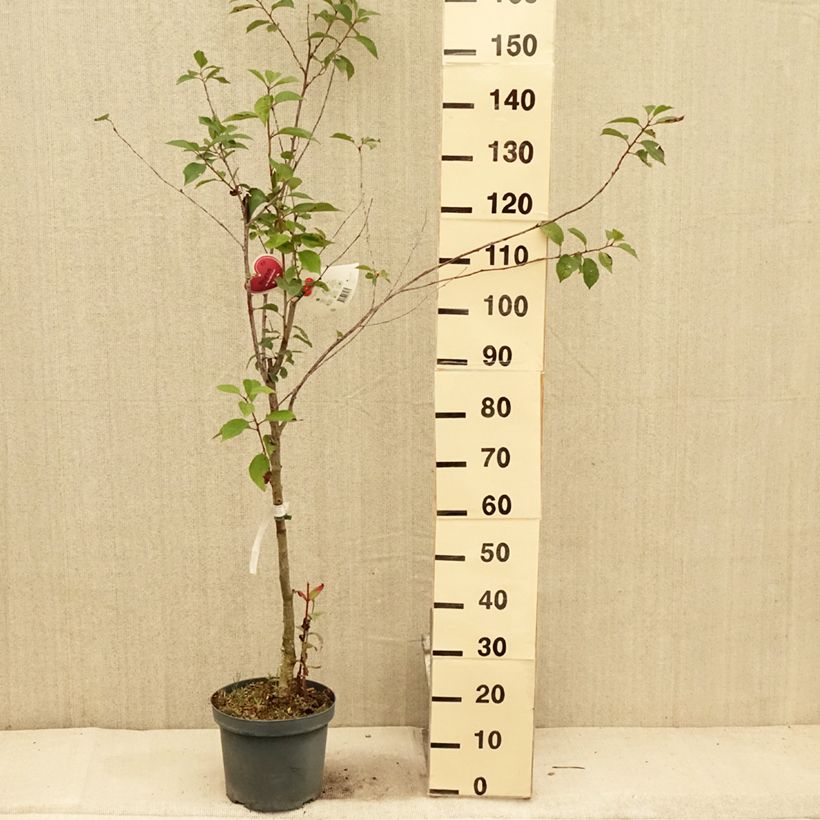 Amostra de Ginjeira Kelleriis 16 - Prunus cerasus Vaso de 7,5 L/10 L, Copo tal como entregue no verão