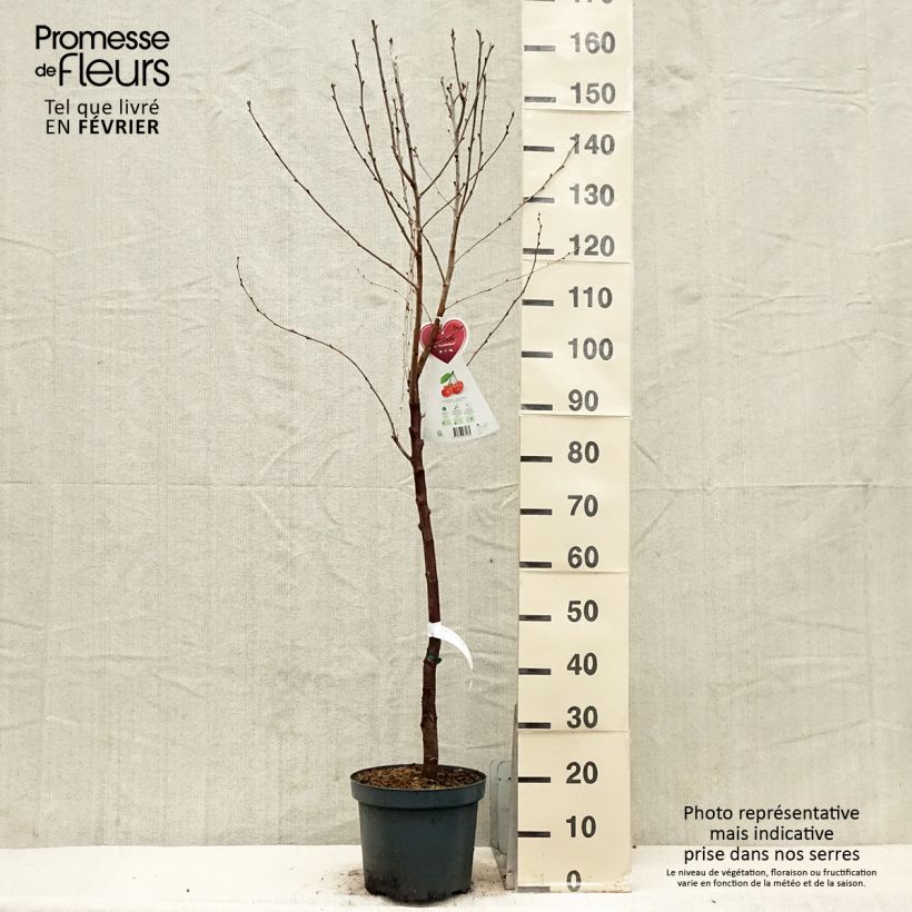 Amostra de Cerisier Kelleriis 16 - Prunus cerasus Vaso de 7,5 L/10 L, Copo tal como entregue no inverno
