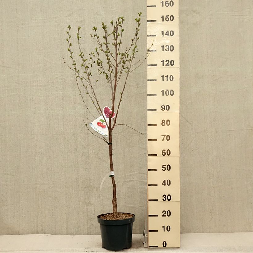 Amostra de Ginjeira Kelleriis 16 - Prunus cerasus Vaso de 7,5 L/10 L, Copo tal como entregue na primavera