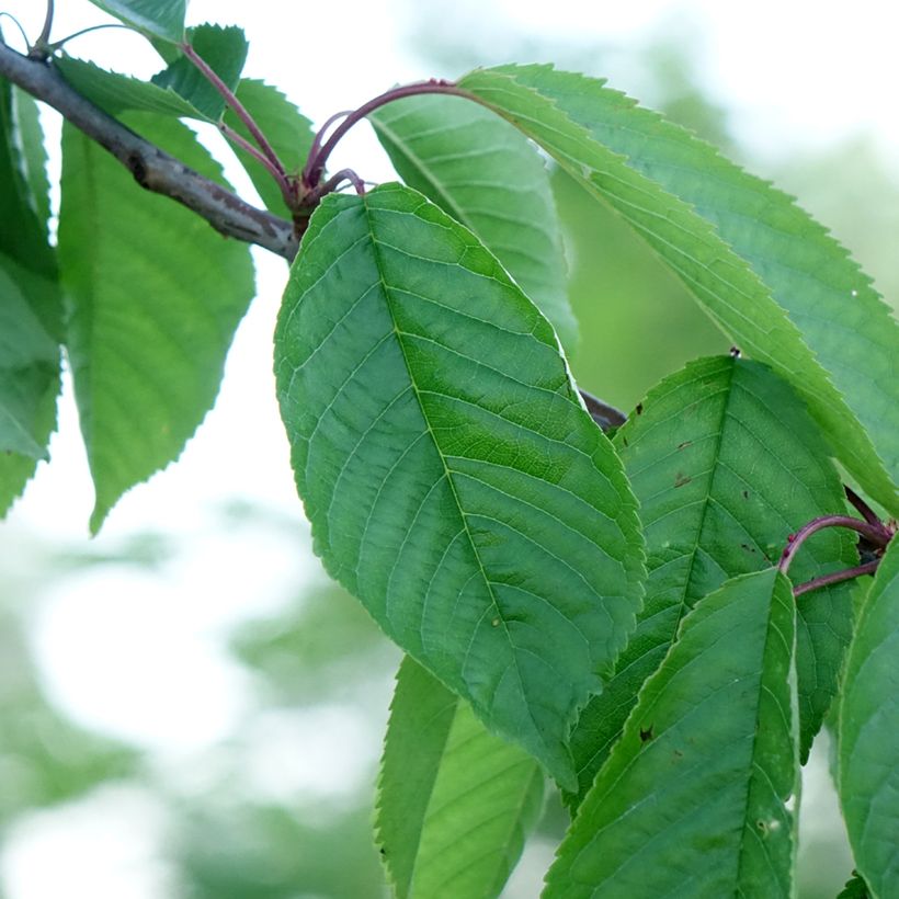 Cerejeira Kordia - Prunus avium (Folhagem)