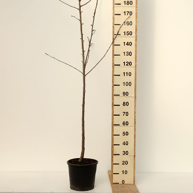 Amostra de Cerisier Kordia - Prunus avium Pot de 20L/25L, Demi-Tige tal como entregue no inverno