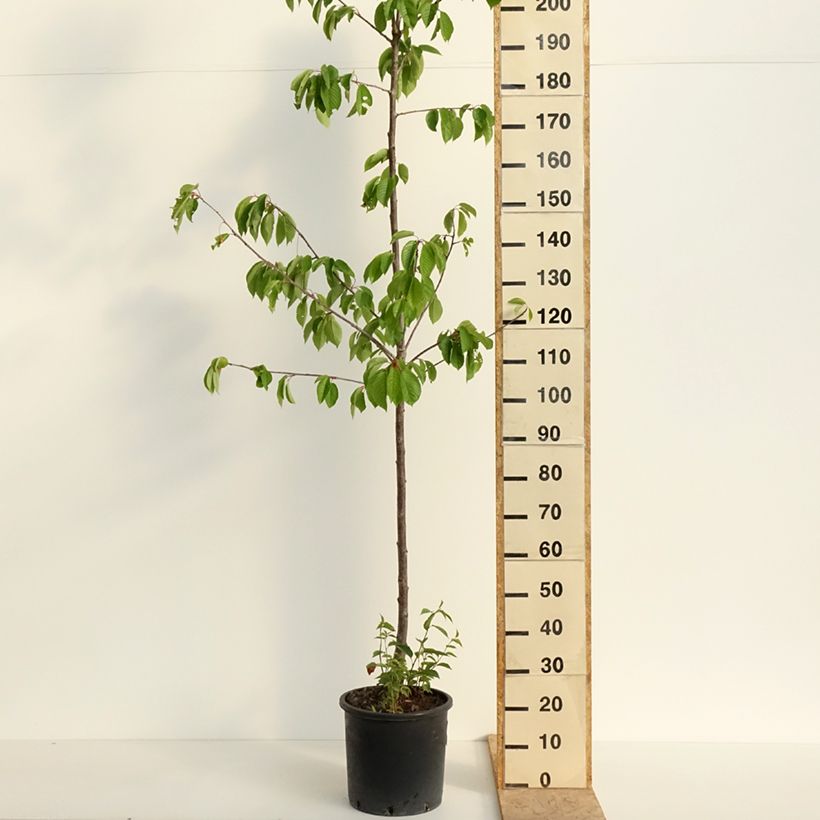 Amostra de Cerejeira Kordia - Prunus avium Vaso de 20 L/25 L, Meia haste tal como entregue na primavera