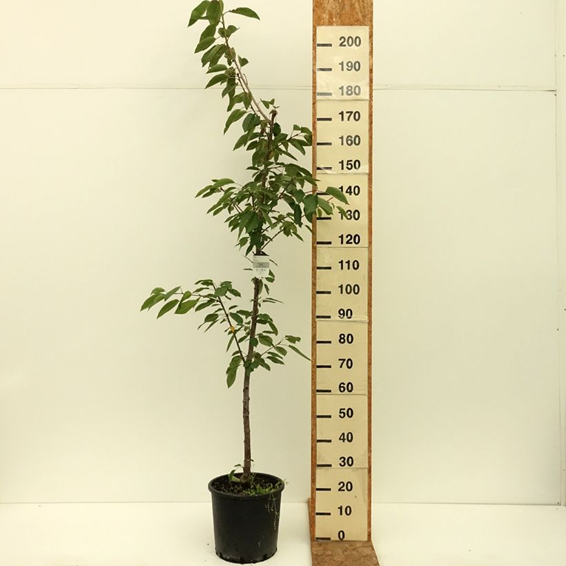 Amostra de Cerejeira Kordia - Prunus avium Vaso de 20 L/25 L, Meia haste tal como entregue no verão