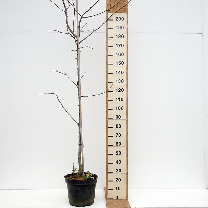 Amostra de Cerisier Kunzego ou Kunzes Kirche - Prunus avium  Pot de 20L/25L, Demi-Tige tal como entregue no outono