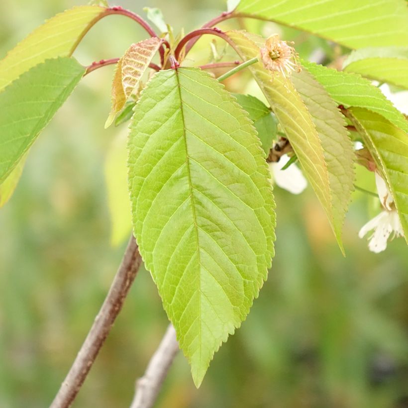 Cerejeira Kunzes Kirsche - Prunus avium (Folhagem)