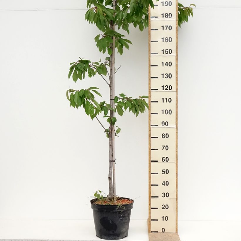 Amostra de Cerejeira Kunzes Kirsche - Prunus avium Vaso de 20 L/25 L, Meia haste tal como entregue na primavera