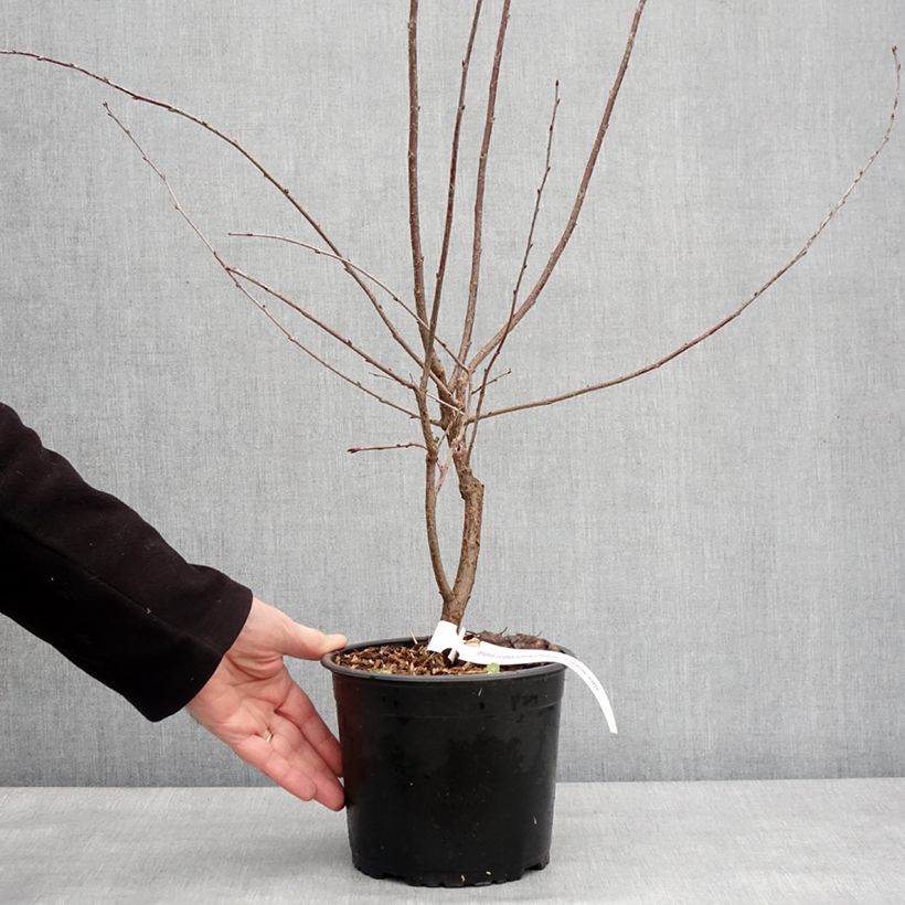 Amostra de Cerisier nain Carmine Jewel - Griottier Vaso de 2 L/3 L tal como entregue no inverno