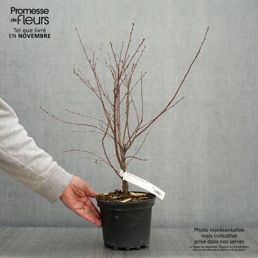 Amostra de Cerisier nain Carmine Jewel - Griottier Pot de 2L/3L tal como entregue no outono