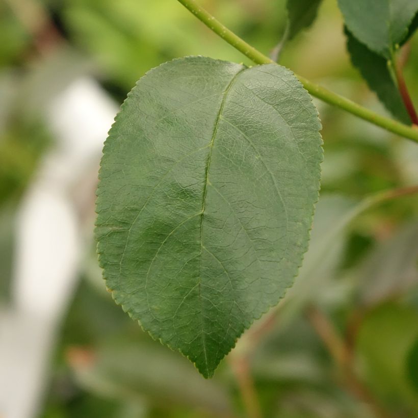 Cerejeira-anã Cherry Baby - Prunus cerasus (Folhagem)