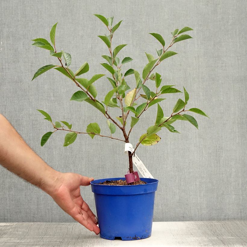 Amostra de Cerejeira-anã Cherry Baby - Prunus cerasus Vaso de 2 L/3 L, Tufo tal como entregue no verão