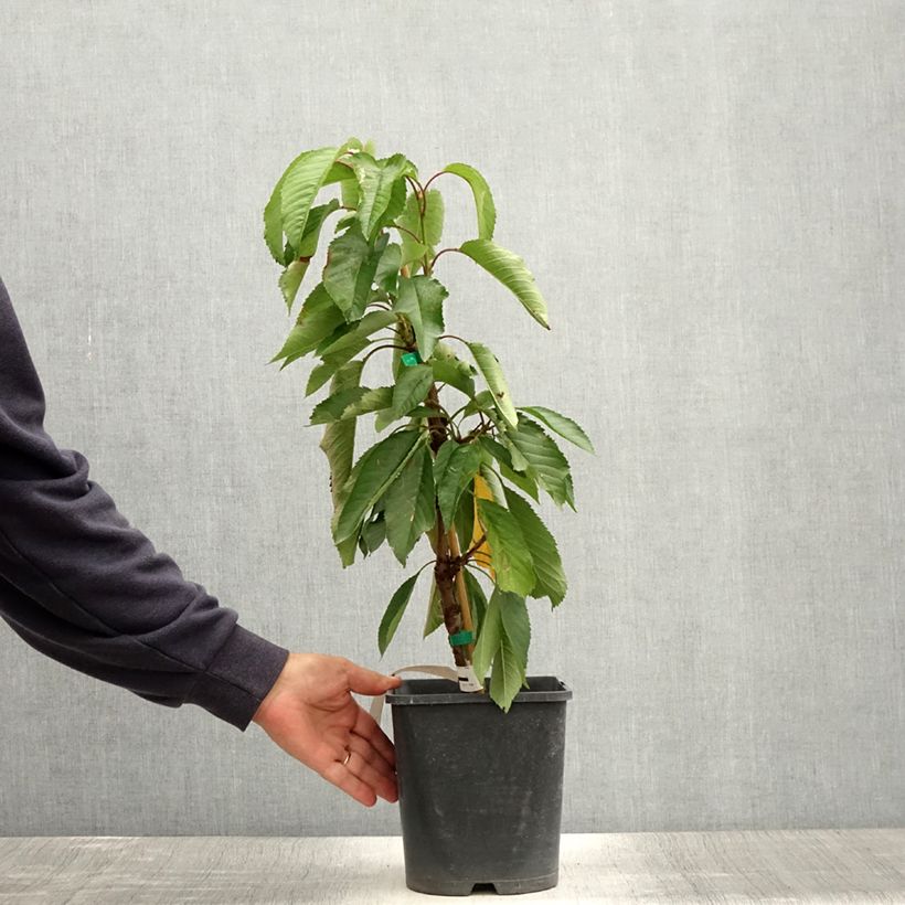 Amostra de Cerejeira anã Fruit Me Cherry Me Burlat - Prunus cerasus Vaso de 4 L/5 L, Anão tal como entregue no verão