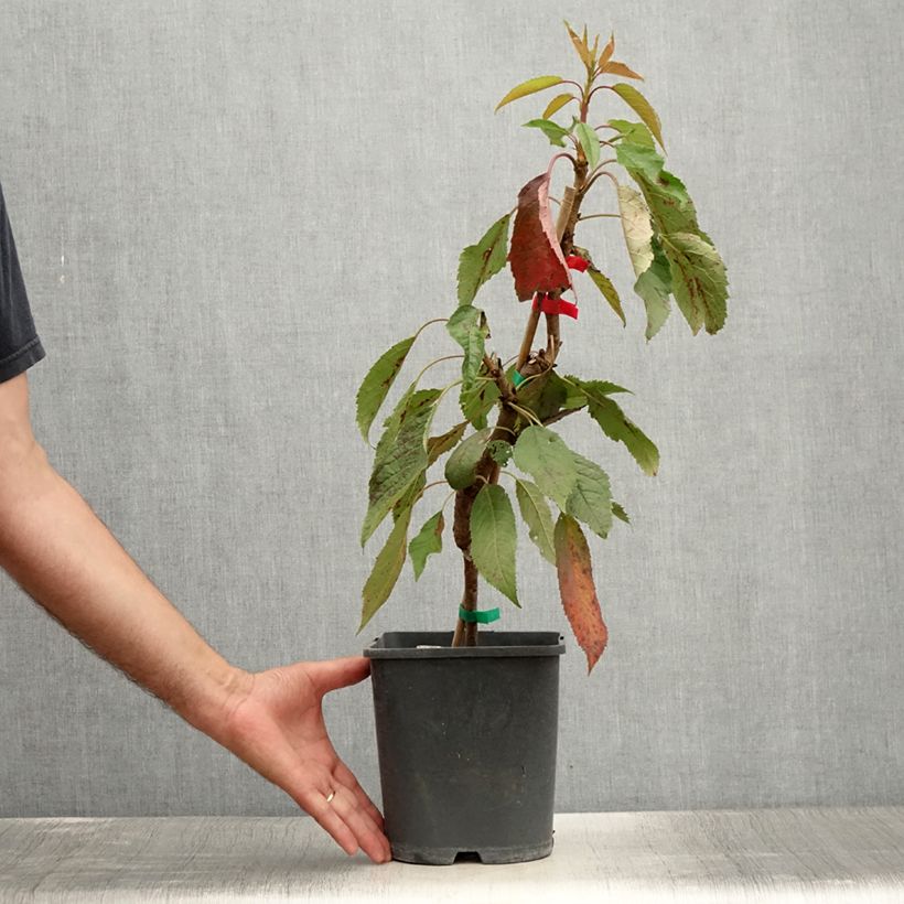 Amostra de Cerejeira anã 'Fruit Me Cherry Me' Lapins - Prunus cerasus Vaso de 4 L/5 L, Anão tal como entregue no verão