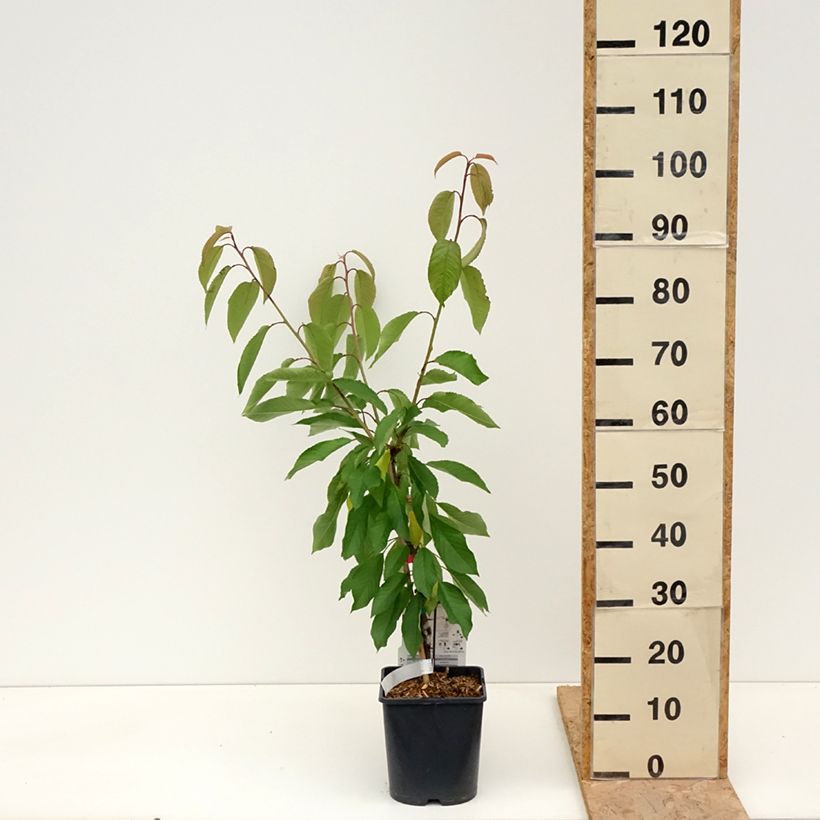 Amostra de Cerejeira anã 'Fruit Me Cherry Me' Lapins - Prunus cerasus Vaso de 4 L/5 L, Anão tal como entregue na primavera