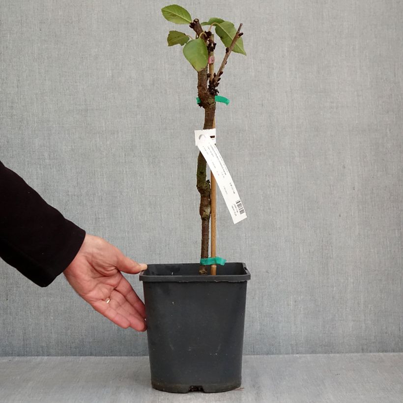 Amostra de Cerejeira anã 'Fruit Me Cherry Me' Lapins - Prunus cerasus Vaso de 4 L/5 L, Anão tal como entregue no outono